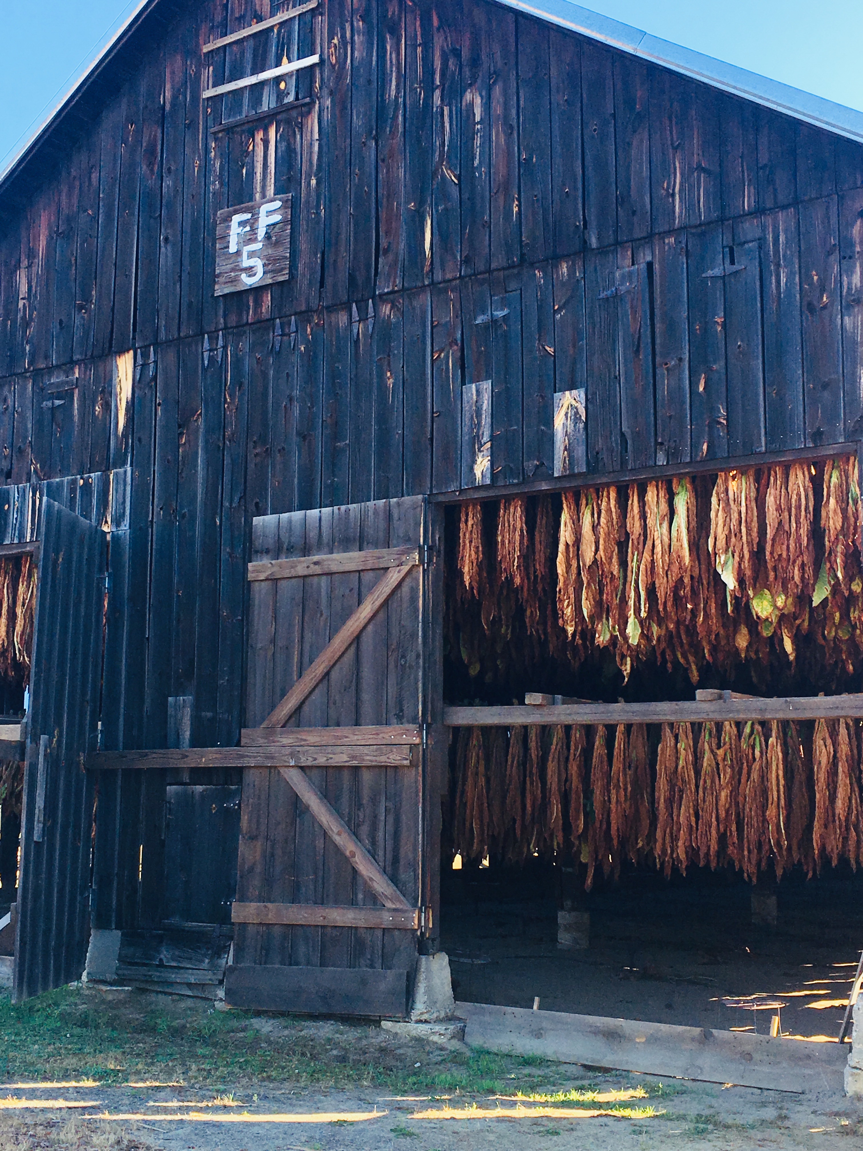 hanging tobacco 3 - use