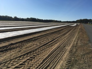 tilled tobacco field